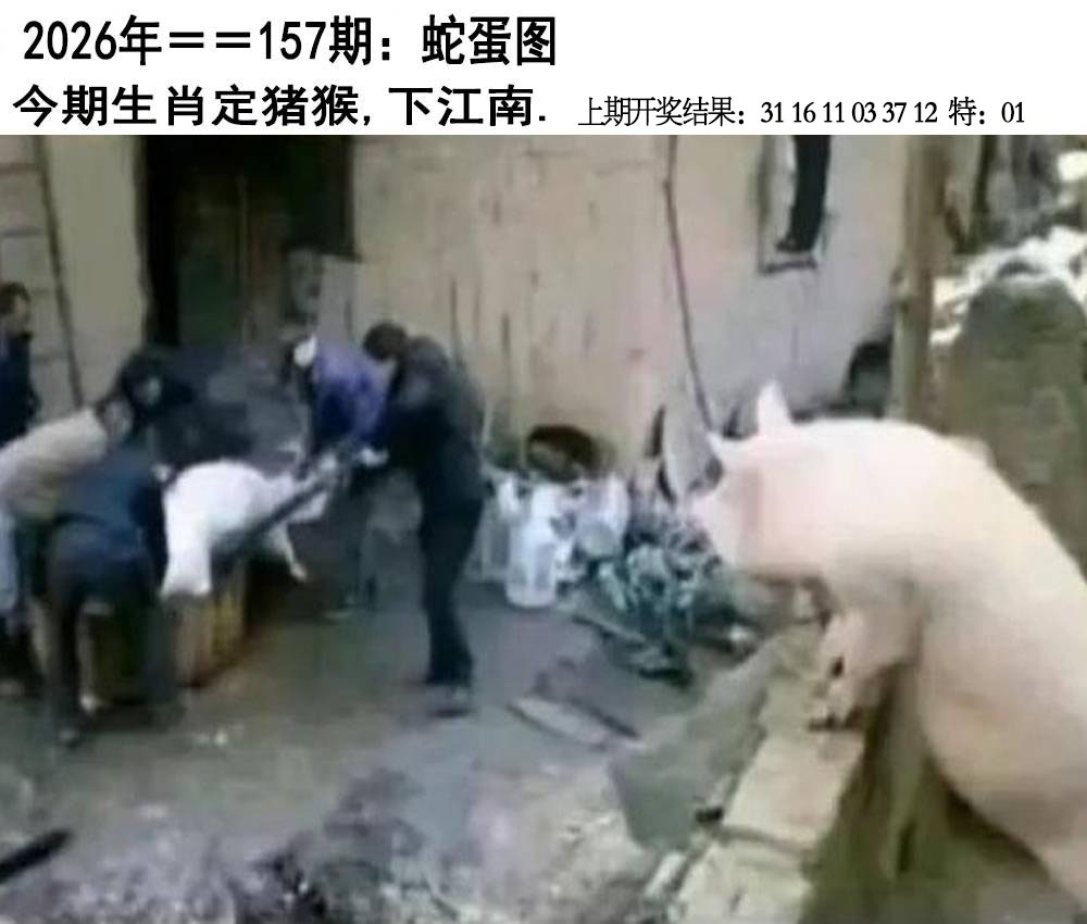 157期另版蛇蛋图[图]